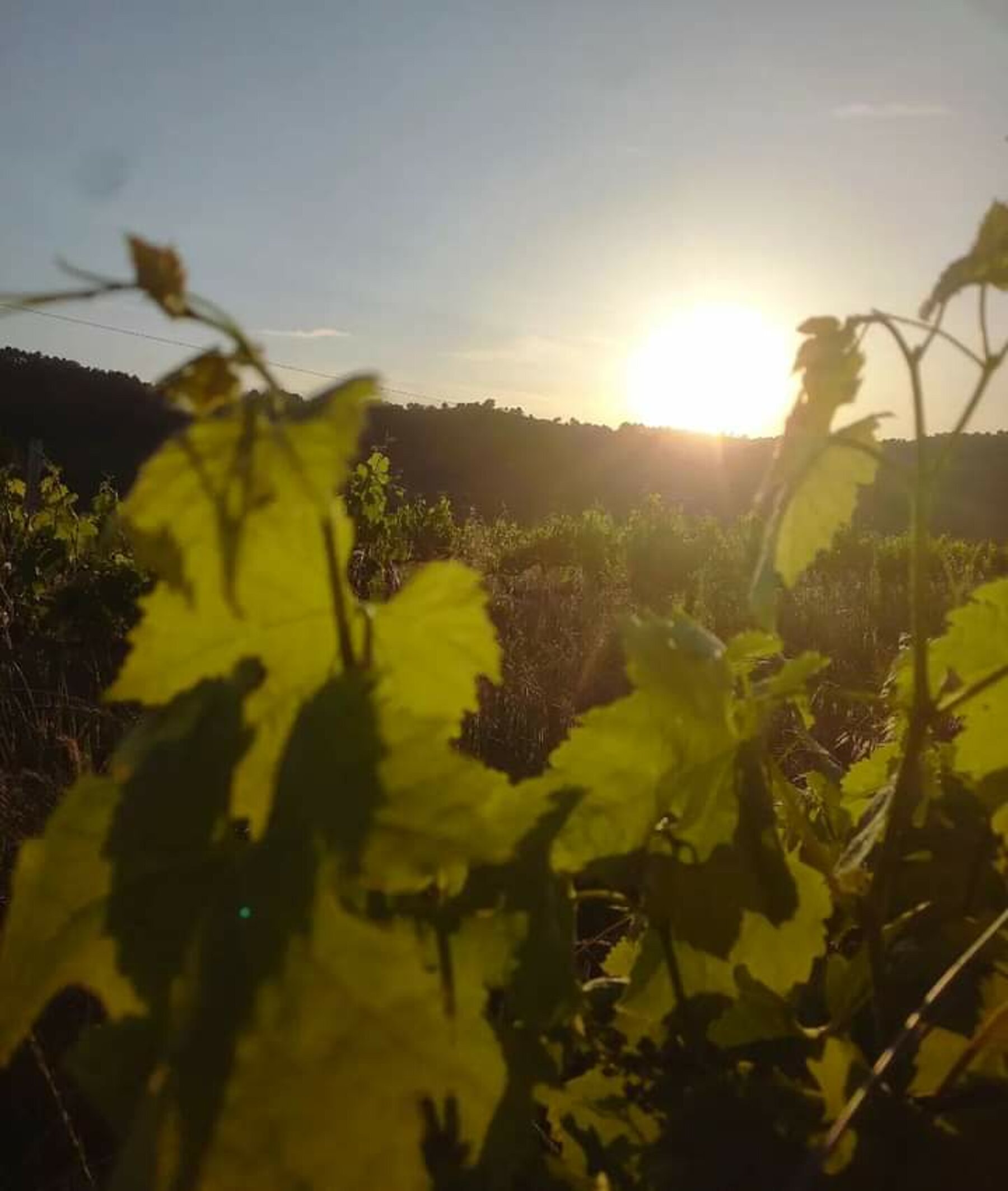 I filari al tramonto sulla Strada del Sagrantino