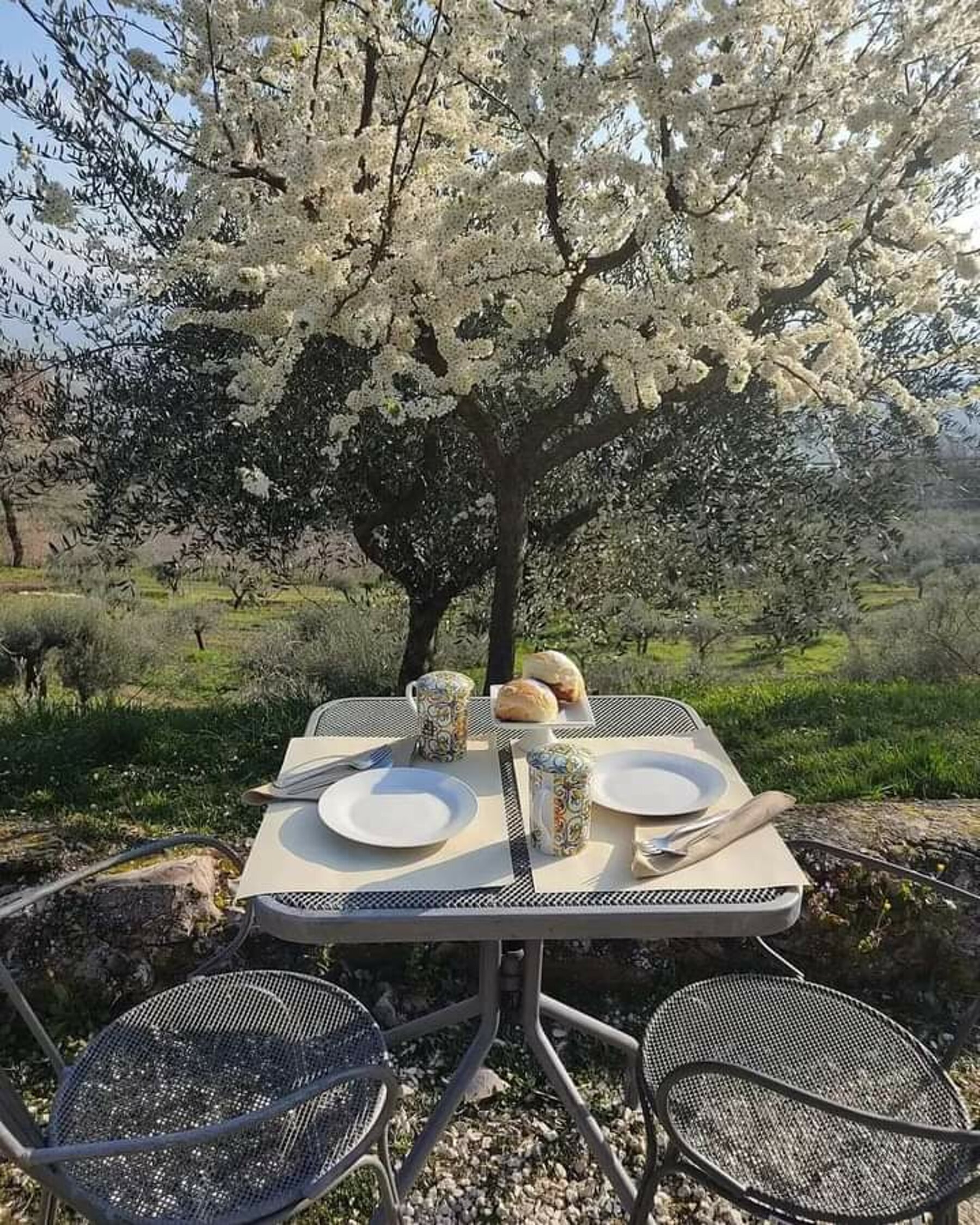 Colazione all'aperto sotto un albero in fiore, con vista sulla valle