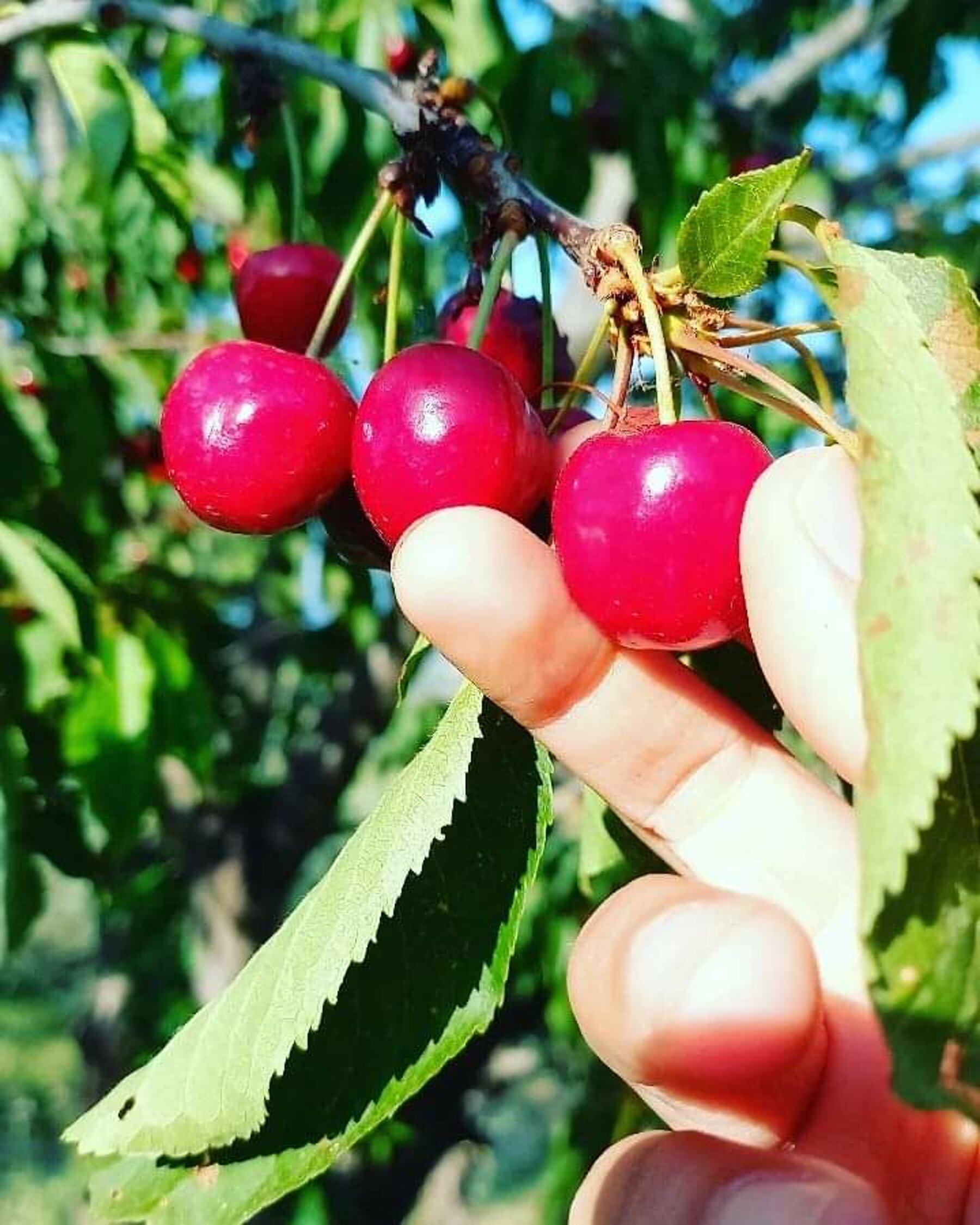 Raccolta delle ciliegie nel frutteto