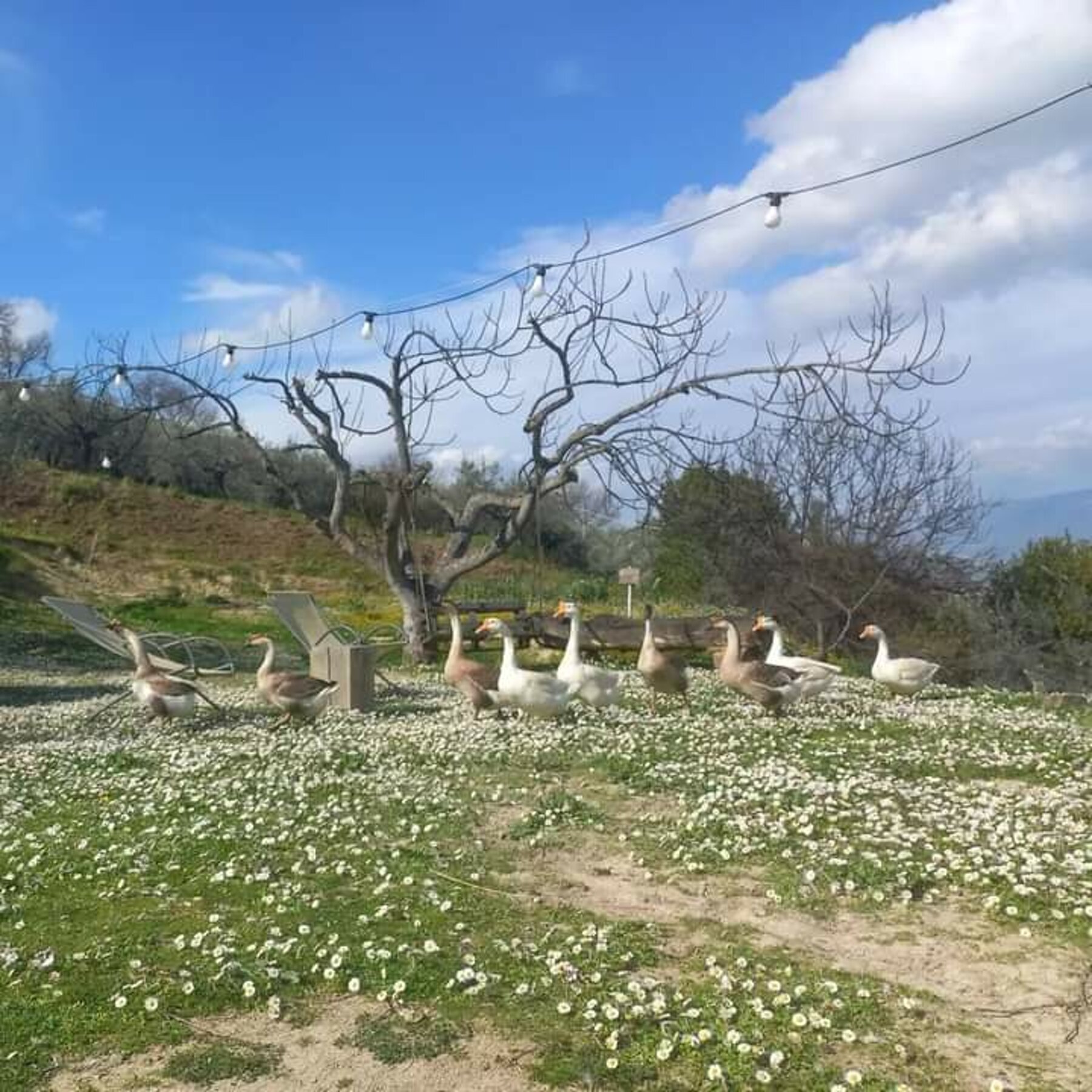 Le oche nel prato di margherite