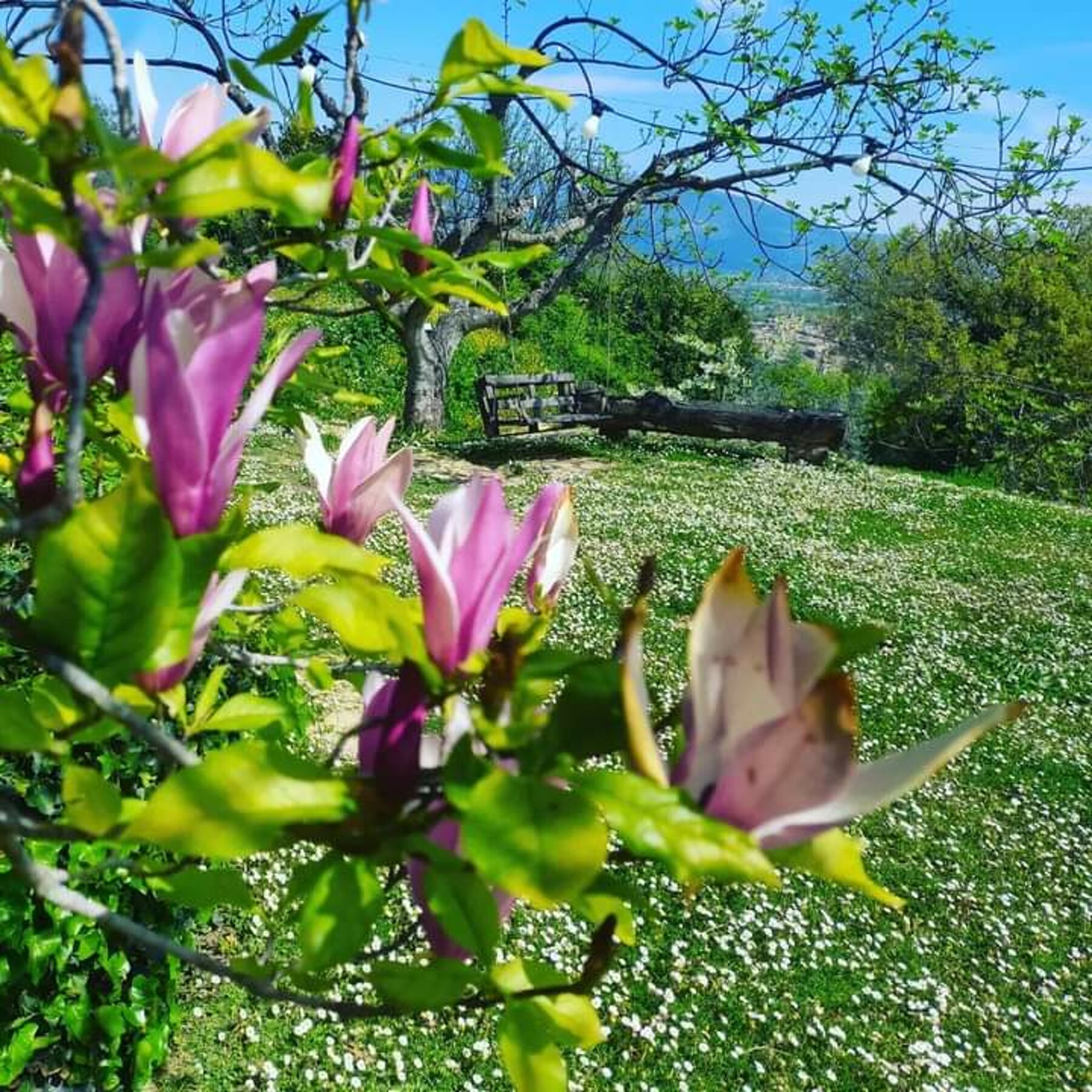 Magnolia flowers