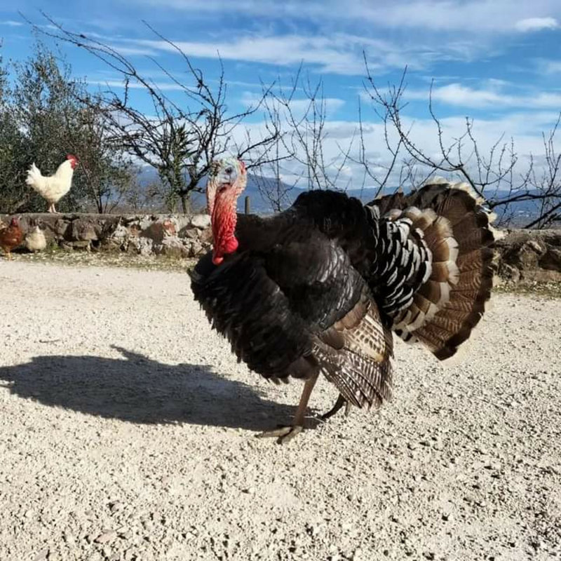 Un tacchino della fattoria