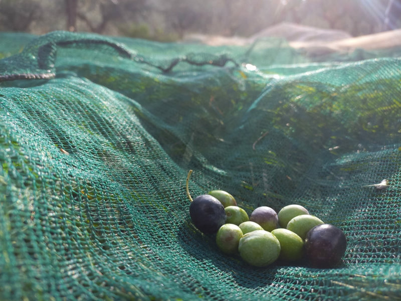 Olive raccolte sulla rete