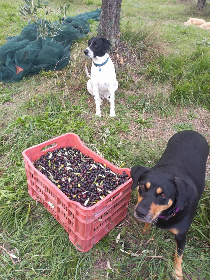 Tobia e Futura durante la raccolta delle olive