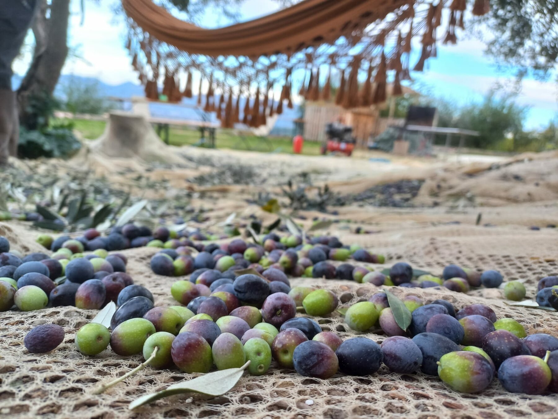 Raccolta delle olive