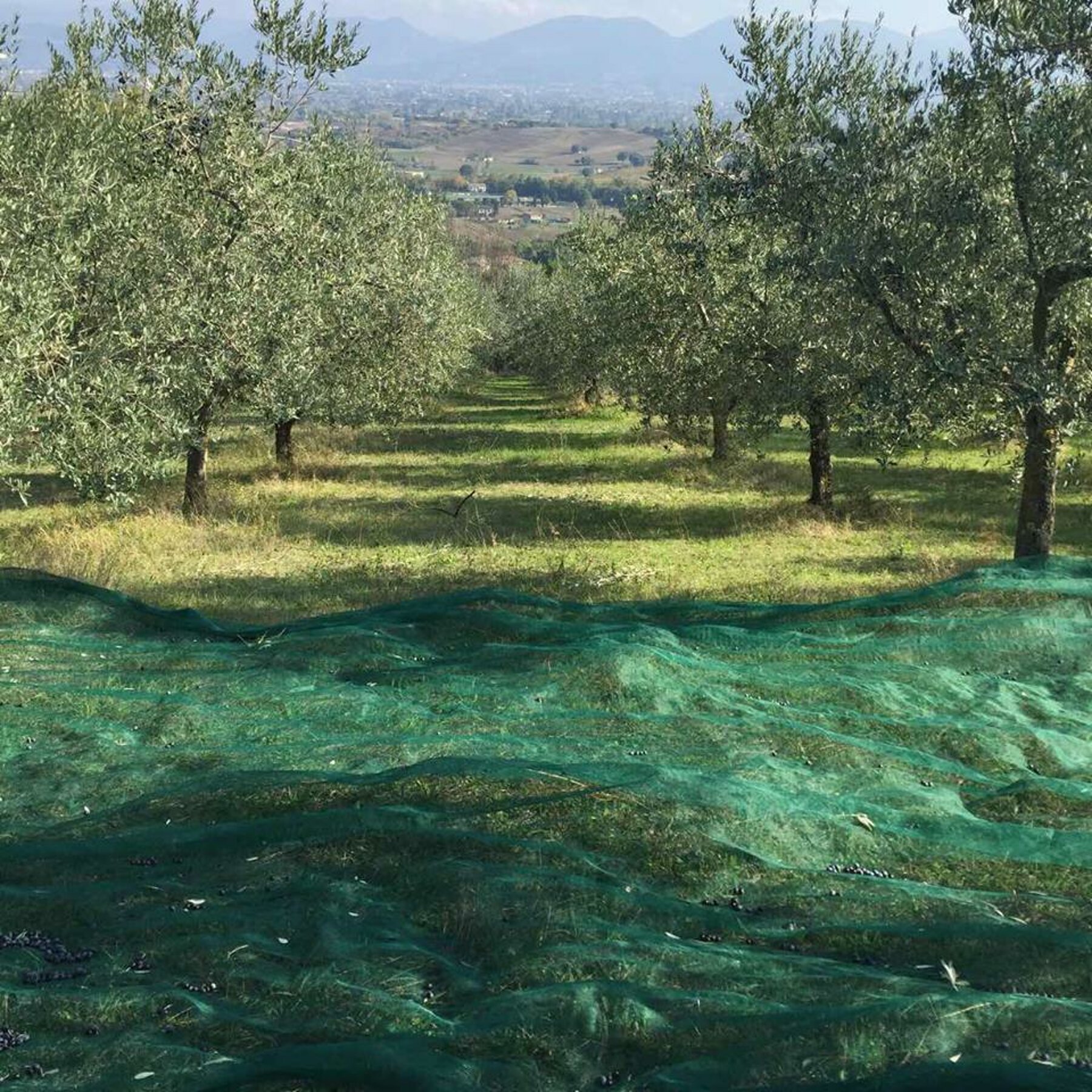 The farm's olive grove, with the valley in the background