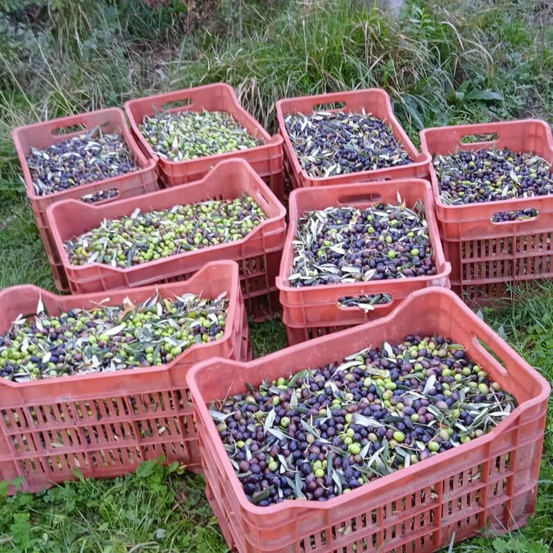 Crates of harvested olives