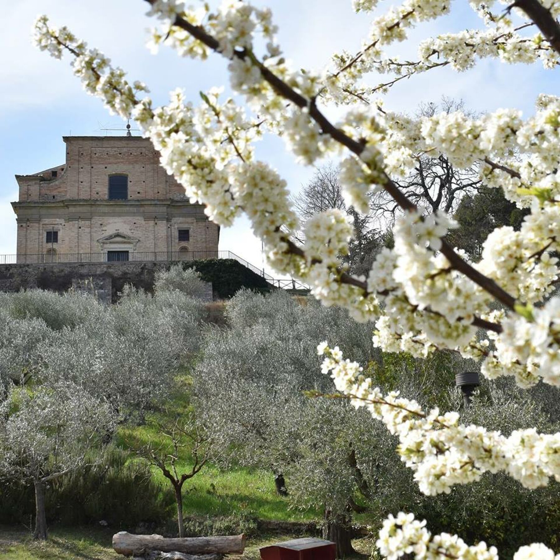 Il Santuario delle Grazie tra gli ulivi